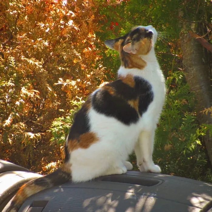 A calico cat sitting among autumn leaves