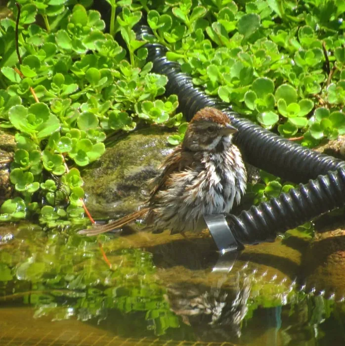 A sparrow bathing in a garden pond