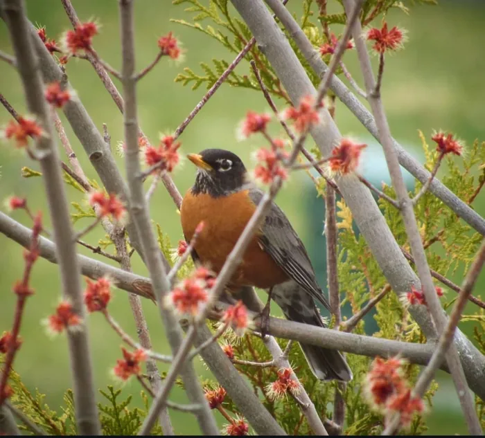 A robin perched in a blossoming tree