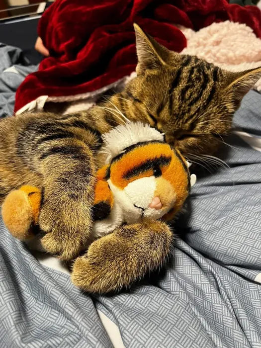Vivi the cat curled up with a stuffed tiger